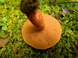 Boletus carminiporus image