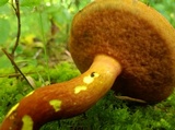 Boletus carminiporus image