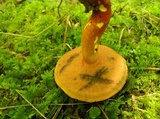 Boletus carminiporus image
