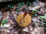 Boletus carminiporus image