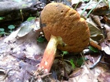 Boletus carminiporus image