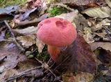 Boletus carminiporus image