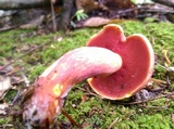Boletus carminiporus image