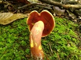 Boletus carminiporus image