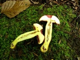 Boletus carminiporus image