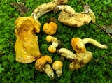 Gyroporus ballouii image