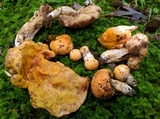Gyroporus ballouii image