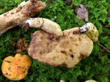 Tylopilus balloui image
