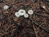 Crinipellis piceae image
