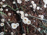 Crinipellis piceae image