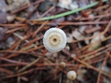 Crinipellis piceae image