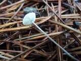 Crinipellis piceae image