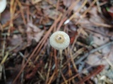 Crinipellis piceae image