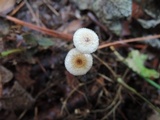 Crinipellis piceae image