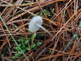 Mycena vulgaris image