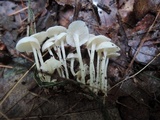 Resinomycena rhododendri image