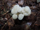 Resinomycena rhododendri image
