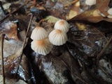 Marasmius siccus image