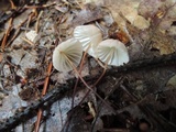 Marasmius siccus image