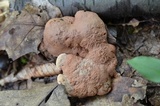 Hapalopilus rutilans image