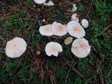 Mycetinis scorodonius image