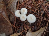 Mycetinis scorodonius image