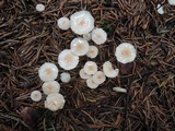 Mycetinis scorodonius image