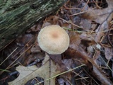 Mycetinis copelandii image