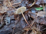 Mycetinis copelandii image