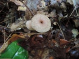 Mycetinis copelandii image