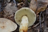 Retiboletus griseus image