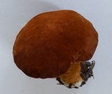 Gyroporus castaneus image