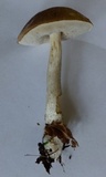 Leccinum holopus image
