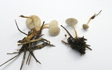 Strobilurus albipilatus image