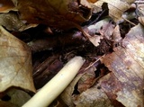 Amanita sect. Vaginatae image