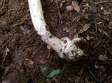 Amanita sect. Vaginatae image
