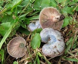 Lactarius paradoxus image