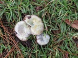 Lactarius paradoxus image