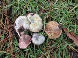 Lactarius paradoxus image