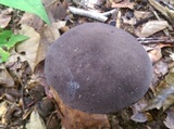 Tylopilus alboater image