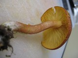 Tricholomopsis rutilans image
