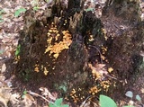 Xeromphalina kauffmanii image