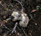 Tricholoma atroviolaceum image