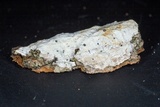 Stictis urceolata image