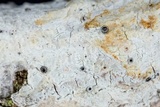 Stictis urceolata image