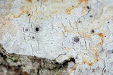 Stictis urceolata image