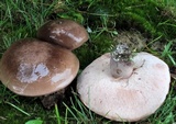 Tylopilus plumbeoviolaceus image
