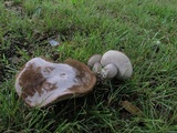 Tylopilus plumbeoviolaceus image