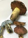 Boletus subluridellus image