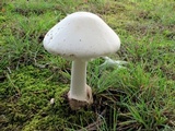 Amanita suballiacea image